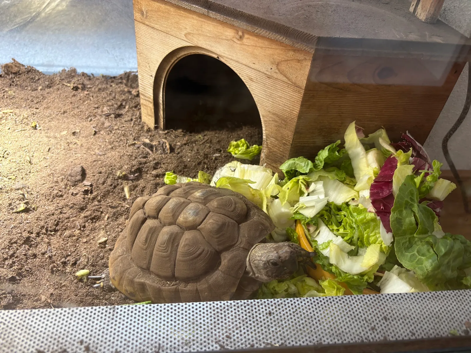 Liebevoll versorgte Schildkröte bei der Fütterung